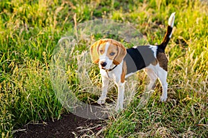 Young beagle lying in green grass in a field and lit by the setting sun