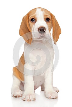 Young Beagle puppy on a white background