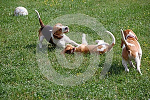 Young beagles playing