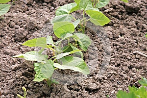 Young bean in country garden.