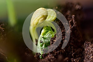 Young bean plant in soil