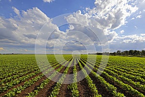 Young bean plants in neat straight lines