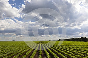 Young bean plants in neat straight lines