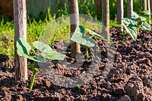 Young bean plants in a row in the vegetable garden