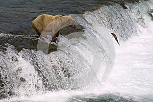 Young Bear and Brooks Falls