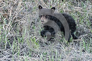 Young Bear cub playes in the grass