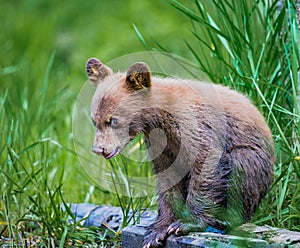 Young bear cub sits on log in forest