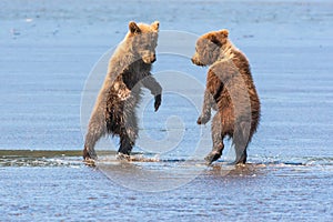 Young Bear Cubs Playing