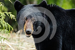 Young bear with shiny black coat stares into your soul with his tiny brown eyes