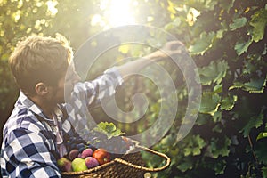 Young bearded man pick grapes wine harvest in vineyard on a summer season farm