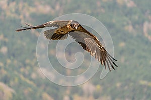Young Bearded Vulture flying and looking