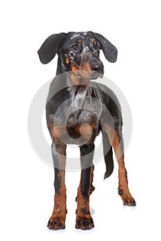 Young beauceron in studio