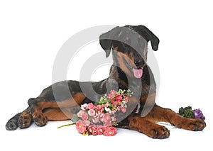 Young beauceron in studio