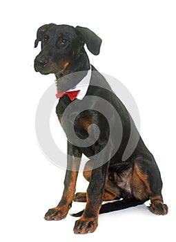 Young beauceron in studio