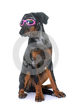 Young beauceron in studio