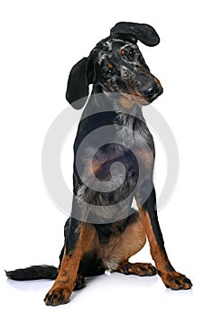 Young beauceron in studio