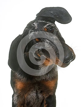 Young beauceron in studio