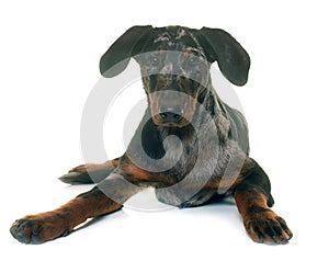 Young beauceron in studio