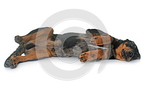 Young beauceron in studio