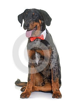 Young beauceron in studio