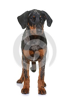 Young beauceron in studio