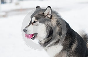 Young beautiful alaskan malamute playing with violet ball. Dog winter.