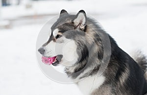 Young beautiful alaskan malamute playing with violet ball. Dog winter. photo