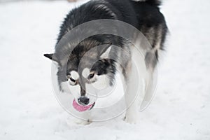 Young beautiful alaskan malamute standing and playing with violet ball. Dog winter.