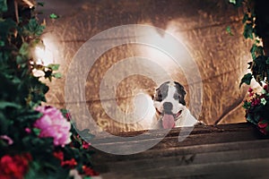 Young beautiful american staffordshire terrier dog lying at studio floor in summer sunny holiday in grass