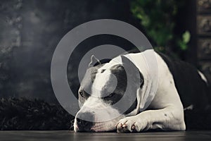 Young beautiful american staffordshire terrier dog lying at studio floor in summer sunny holiday in grass