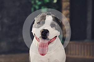 Young beautiful american staffordshire terrier dog lying at studio floor in summer sunny holiday in grass