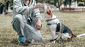 Young beautiful beagle puppy is eating some dog food out of humans hand outside at summer time