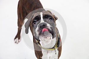 A young and beautiful boxer puppy.