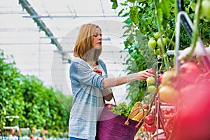 Young beautiful buyer picking tomato in greenhouse