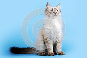 Young beautiful cat breed Neva masquerade on a blue background i