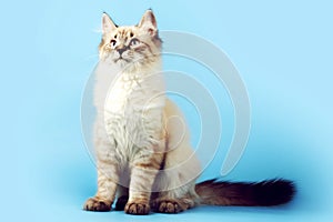 Young beautiful cat breed Neva masquerade on a blue background i