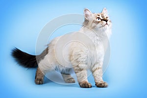 Young beautiful cat breed Neva masquerade on a blue background i