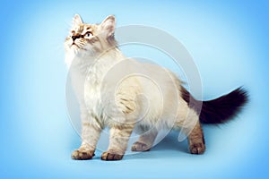 Young beautiful cat breed Neva masquerade on a blue background i