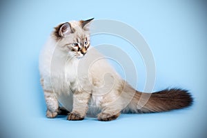 Young beautiful cat breed Neva masquerade on a blue background i