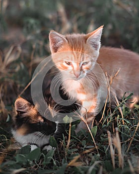 Young beautiful cats. Two adorable little kittens are sitting in the grass. A red tabby kitten and a tricolor sit next to each