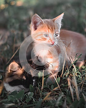 Young beautiful cats. Two adorable little kittens are sitting in the grass. A red tabby kitten and a tricolor sit next to each