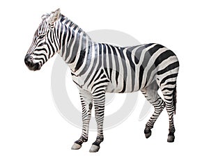 Young beautiful close up zebra Africa animal isolate stand on white background in zoo with full cutout length