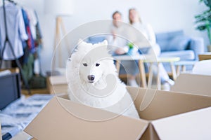 Young beautiful couple with dog sitting on the sofa at new home around cardboard boxes