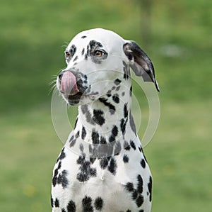 A young beautiful Dalmatian dog