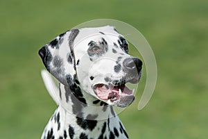 A young beautiful Dalmatian dog