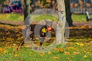 A young beautiful Doberman runs on the lawn, holding a red ball in his mouth.
