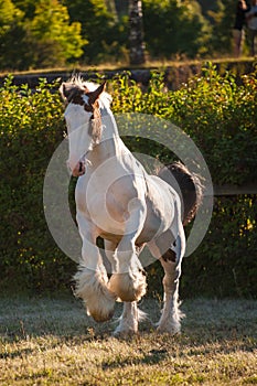 Young beautiful drum horse drumhorse stallion white and red orange with black tail unusual blue  eye playing  freely in the gr