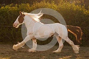 Young beautiful drum horse drumhorse stallion white and red orange with black tail unusual blue  eye playing  freely in the gr