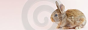 Young beautiful easter bunny on pastel pink background, photo banner with copy