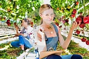 Young beautiful farmer picking tomato in greenhouse